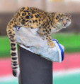 leopardo